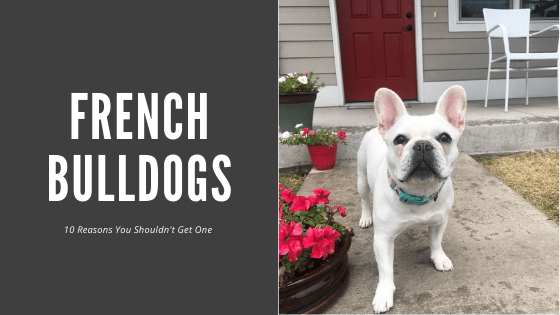 10 Reasons NOT to Buy A French&nbsp;Bulldog