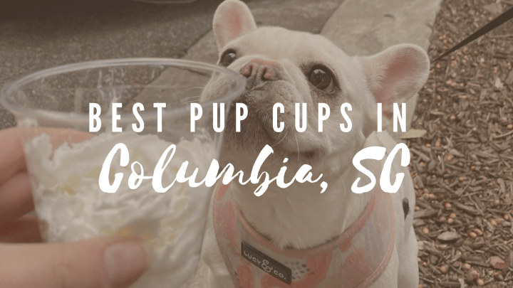 Best Place to Get Pup Cups in Columbia,&nbsp;SC