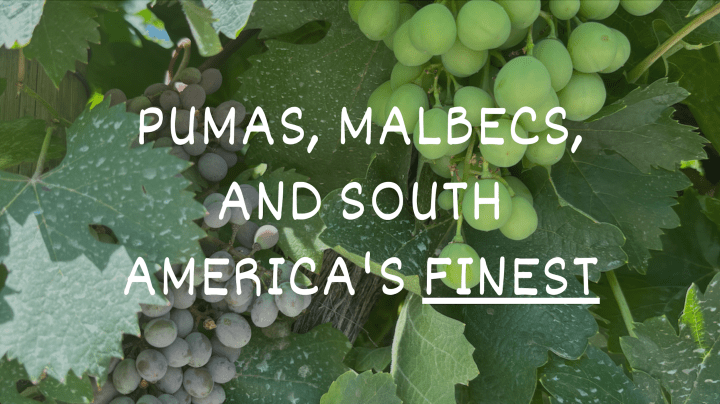 pumas malbecs and south americas finest with malbec grapes as background